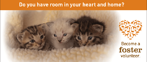 Become a Foster Volunteer